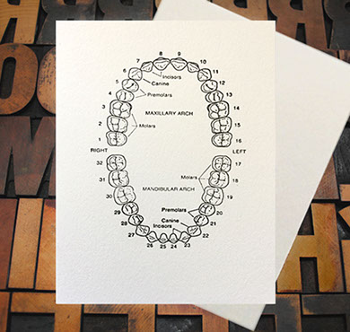 Letterpress Card with an anatomical illustration of teeth and labels