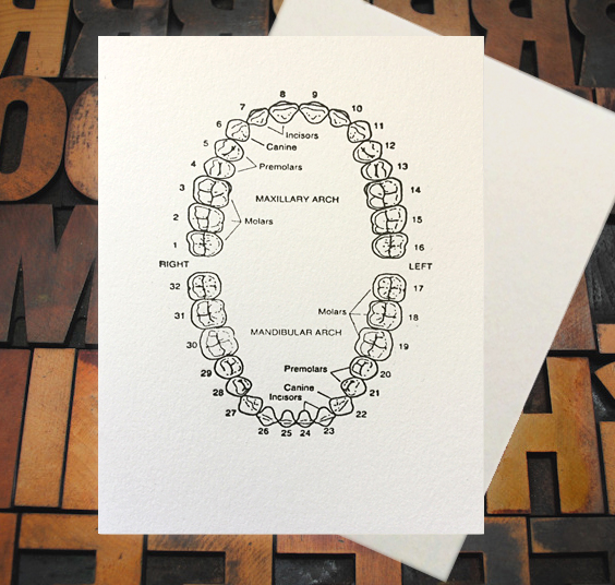 Letterpress Card with an anatomical illustration of teeth and labels