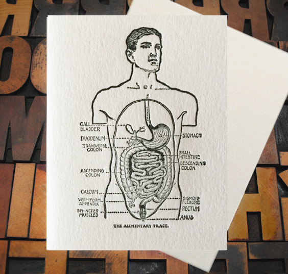 Letterpress Card with an anatomical drawing of a man bisected and labels