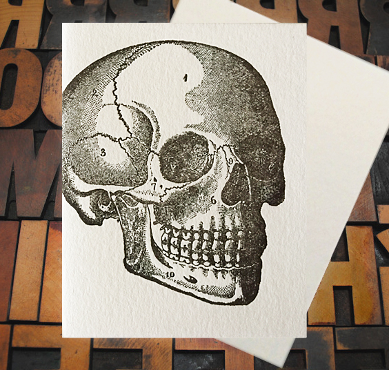 Letterpress Card with an anatomical drawing of a skull